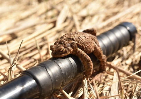 Amphibians sampling – Łąki Nowohuckie, Kraków