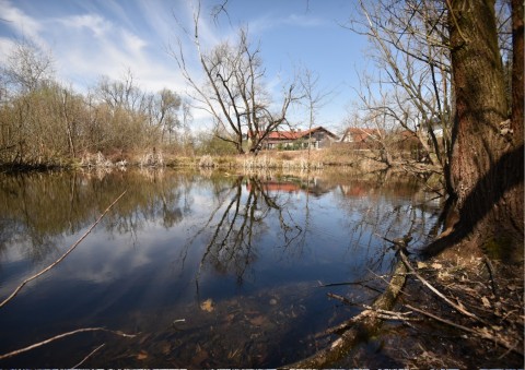 Amphibians sampling – Botewa, Kraków