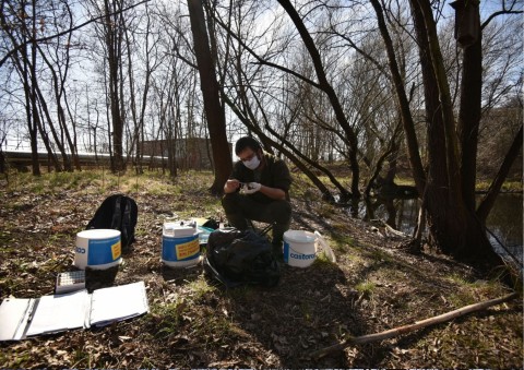 Amphibians sampling – Botewa, Kraków