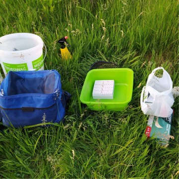 Smooth newts sampling – Tricity area