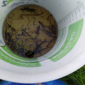 Smooth newts sampling – Tricity area