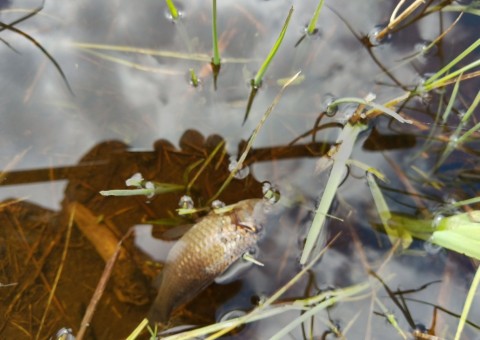 Amphibians sampling – Borcz