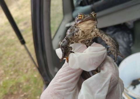 Amphibians sampling – Borcz