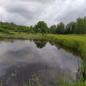 Smooth newts sampling – Borcz area (commune Somonino)