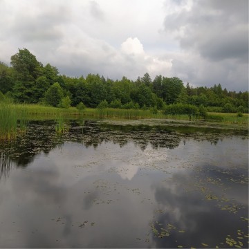 Smooth newts sampling – Borcz area (commune Somonino)