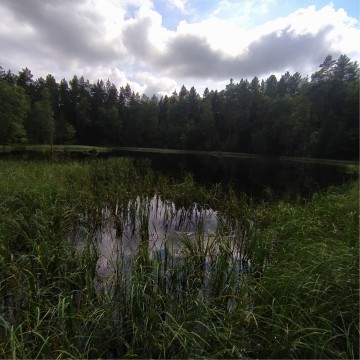 Smooth newts sampling – Kartuzy area (commune Kartuzy)