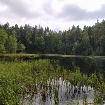 Smooth newts sampling – Kartuzy area (commune Kartuzy)