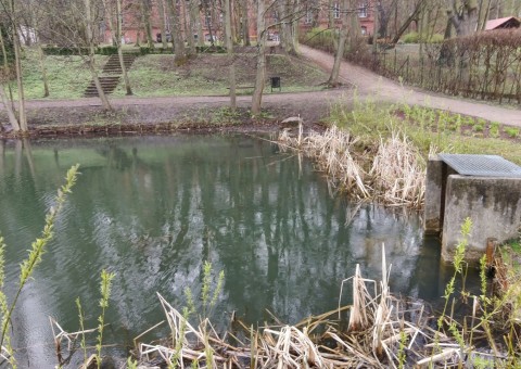 Amphibians sampling – Gdańsk, Królewska Dolina