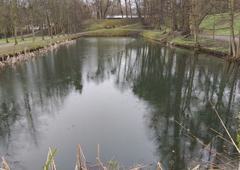 Amphibians sampling – Gdańsk, Królewska Dolina