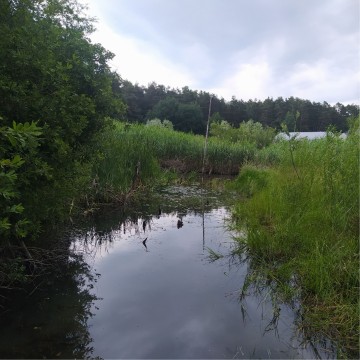 Smooth newts sampling – Leśna Polana, Gdynia