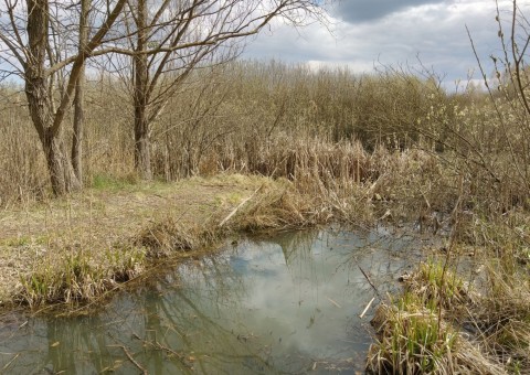 Amphibians sampling – Łyżwiarska, Borkowo