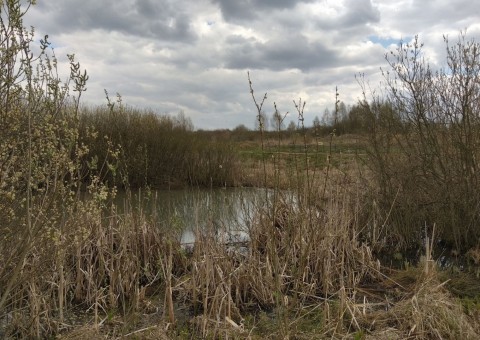 Amphibians sampling – Łyżwiarska, Borkowo