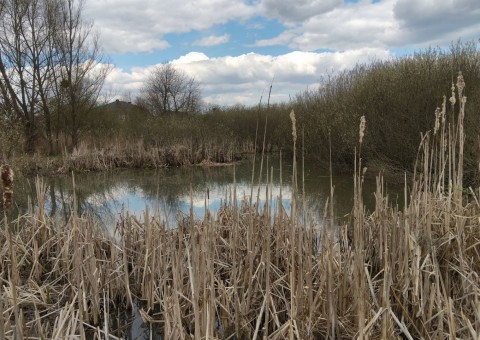 Amphibians sampling – Łyżwiarska, Borkowo