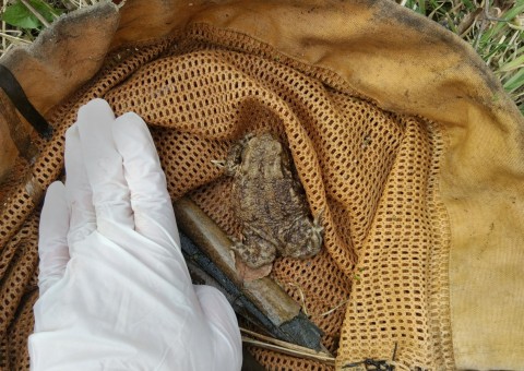 Amphibians sampling – Łyżwiarska, Borkowo