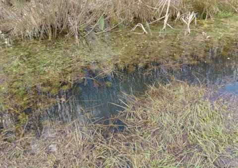 Amphibians sampling – Łyżwiarska, Borkowo