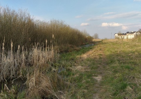 Amphibians sampling – Łyżwiarska, Borkowo