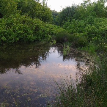 Smooth newts sampling – Młynki area, Tricity Landscape Park