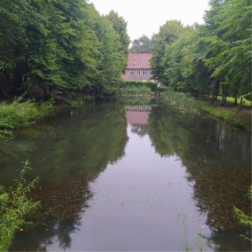 Smooth newts sampling – Królewska Dolina, Gdańsk