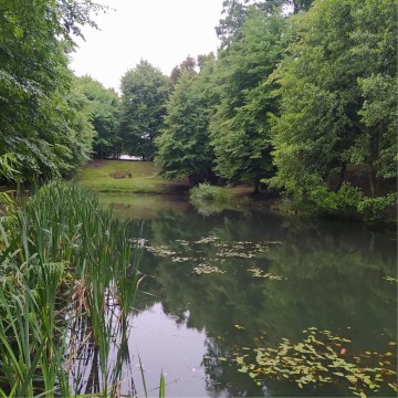 Smooth newts sampling – Królewska Dolina, Gdańsk