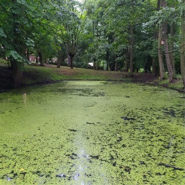 Smooth newts sampling – Królewska Dolina, Gdańsk