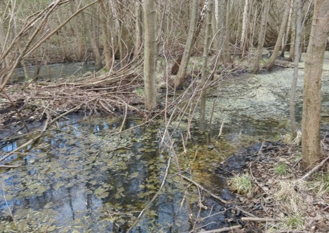 Amphibians sampling – Gdańsk, The Ronald Reagan Park