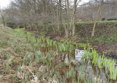 Amphibians sampling – Gdańsk, The Ronald Reagan Park