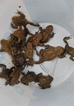 Amphibians sampling – Gdańsk, The Ronald Reagan Park