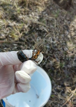 Amphibians sampling – Gdańsk, Zielony Staw