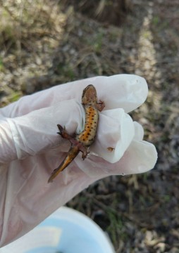 Amphibians sampling – Gdańsk, Zielony Staw