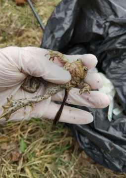 Amphibians sampling – Łyżwiarska, Borkowo