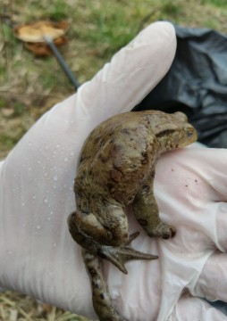 Amphibians sampling – Łyżwiarska, Borkowo