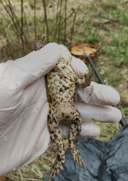 Amphibians sampling – Łyżwiarska, Borkowo