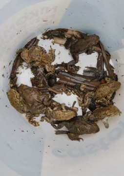 Amphibians sampling – Łyżwiarska, Borkowo