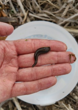 Amphibians sampling – Łyżwiarska, Borkowo