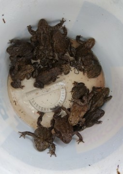 Amphibians sampling – Gdańsk, Królewska Dolina