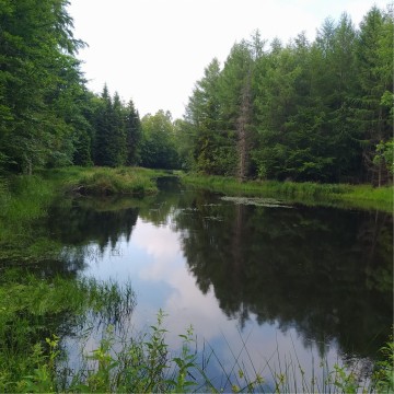 Smooth newts sampling – Skrzeszewo Żukowskie area (commune Przywidz)