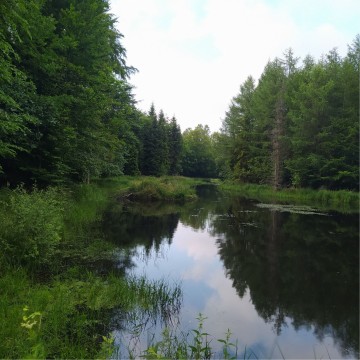 Smooth newts sampling – Skrzeszewo Żukowskie area (commune Przywidz)