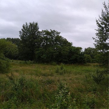 Smooth newts sampling – St. Wojciech Hospital area, Gdańsk