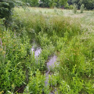 Smooth newts sampling – St. Wojciech Hospital area, Gdańsk