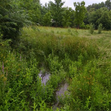 Smooth newts sampling – St. Wojciech Hospital area, Gdańsk