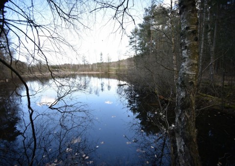 Amphibians sampling –  Tricity Landscape Park, Przetoczyno area