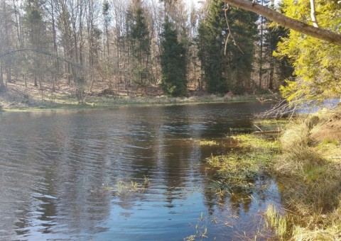 Amphibians sampling –  Tricity Landscape Park, Gniewowo area