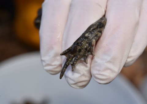 Amphibians sampling –  Tricity Landscape Park, Przetoczyno area