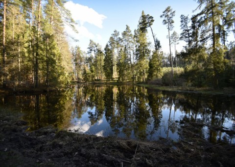 Amphibians sampling –  Tricity Landscape Park, Gniewowo area