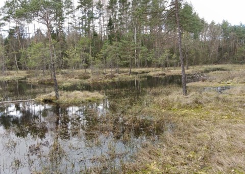 Amphibians sampling –  Tricity Landscape Park, Gniewowo area