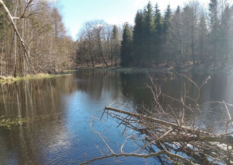 Amphibians sampling –  Tricity Landscape Park, Gniewowo area