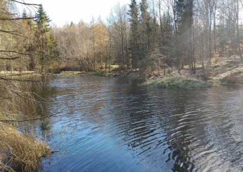 Amphibians sampling –  Tricity Landscape Park, Gniewowo area