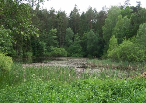 Smooth newts sampling – Ustarbowo area (commune Wejherowo)