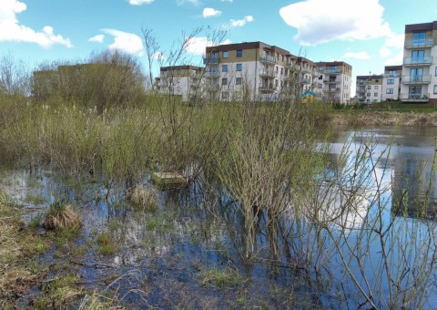 Amphibians sampling – Gdańsk, Zielony Staw