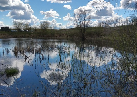 Amphibians sampling – Gdańsk, Zielony Staw